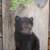 "What's All the Buzz About?"
Price, USD: $45.00
Size (inches):
Status: SOLD
Media: Paint on Barn Wood
NOTE: This old piece of wood and this young cub make for a perfect pair. This piece is small enough to display as a hanging or on a small stand.